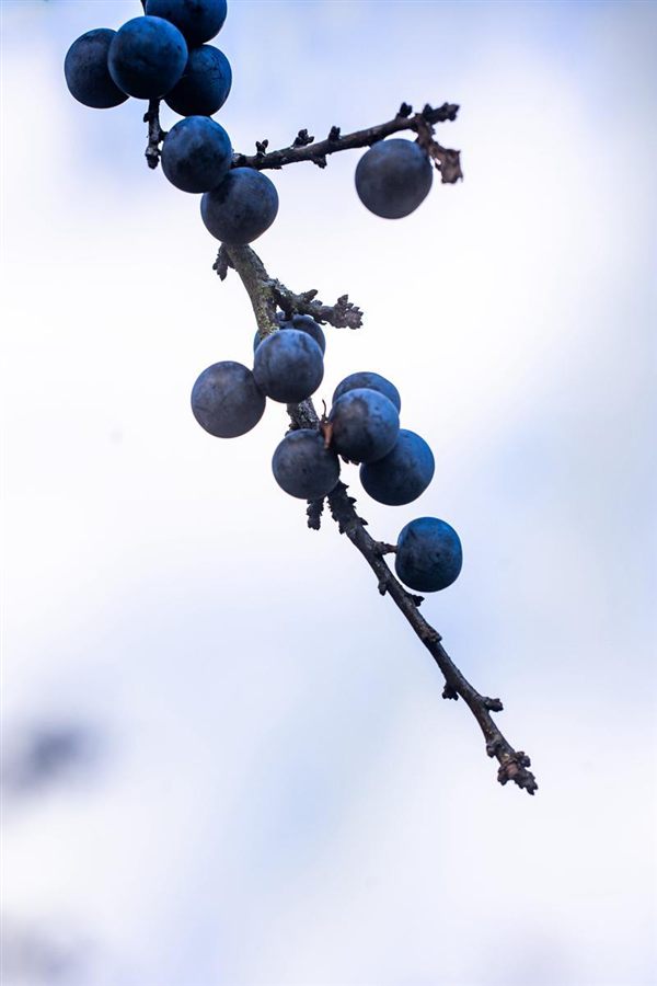 Schlehenzweig mit blauen Früchten