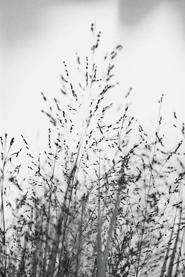 Wiesengräser im Morgenlicht